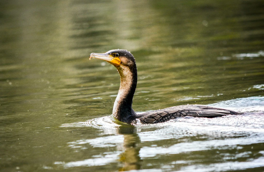 great cormorant